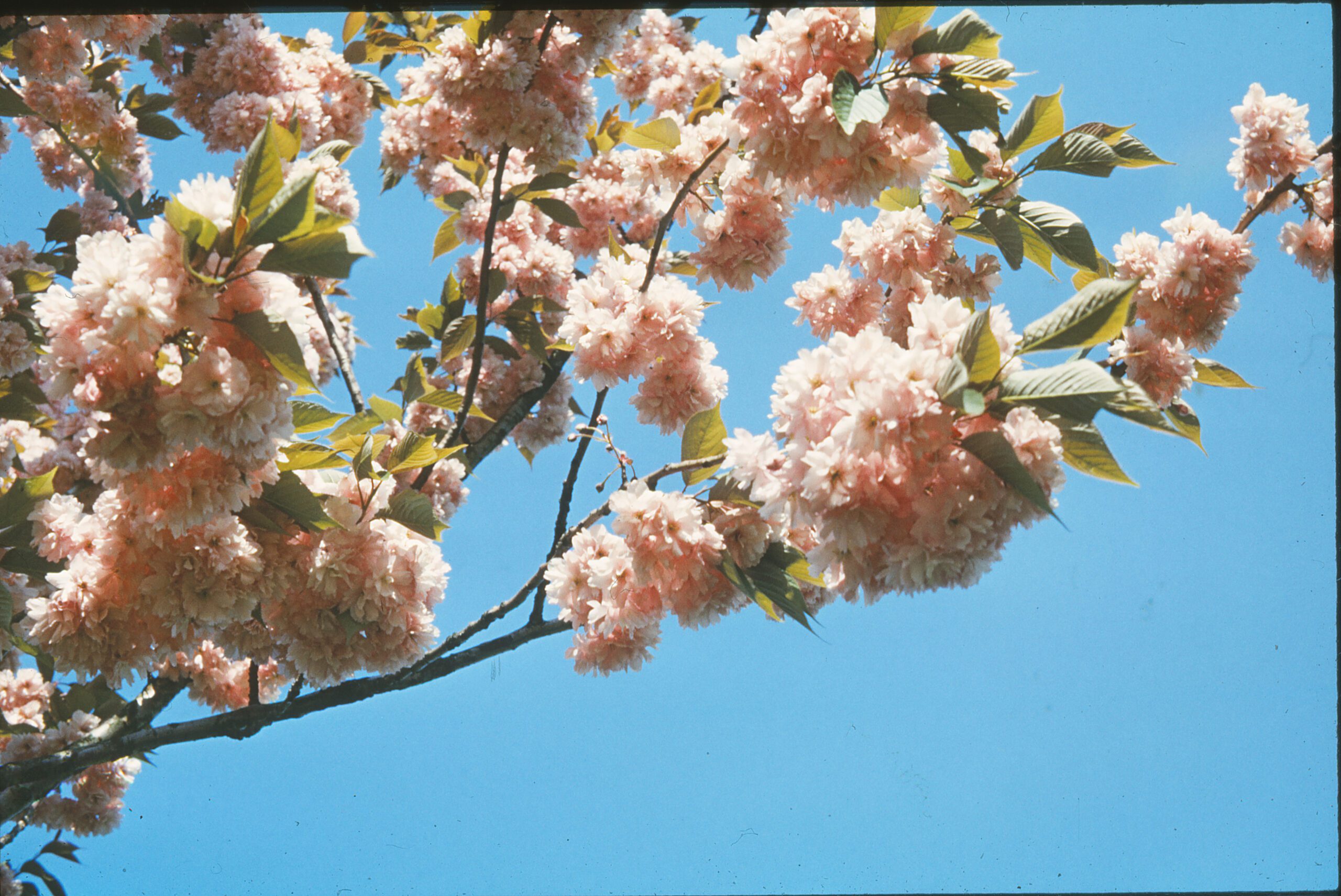 blossom
