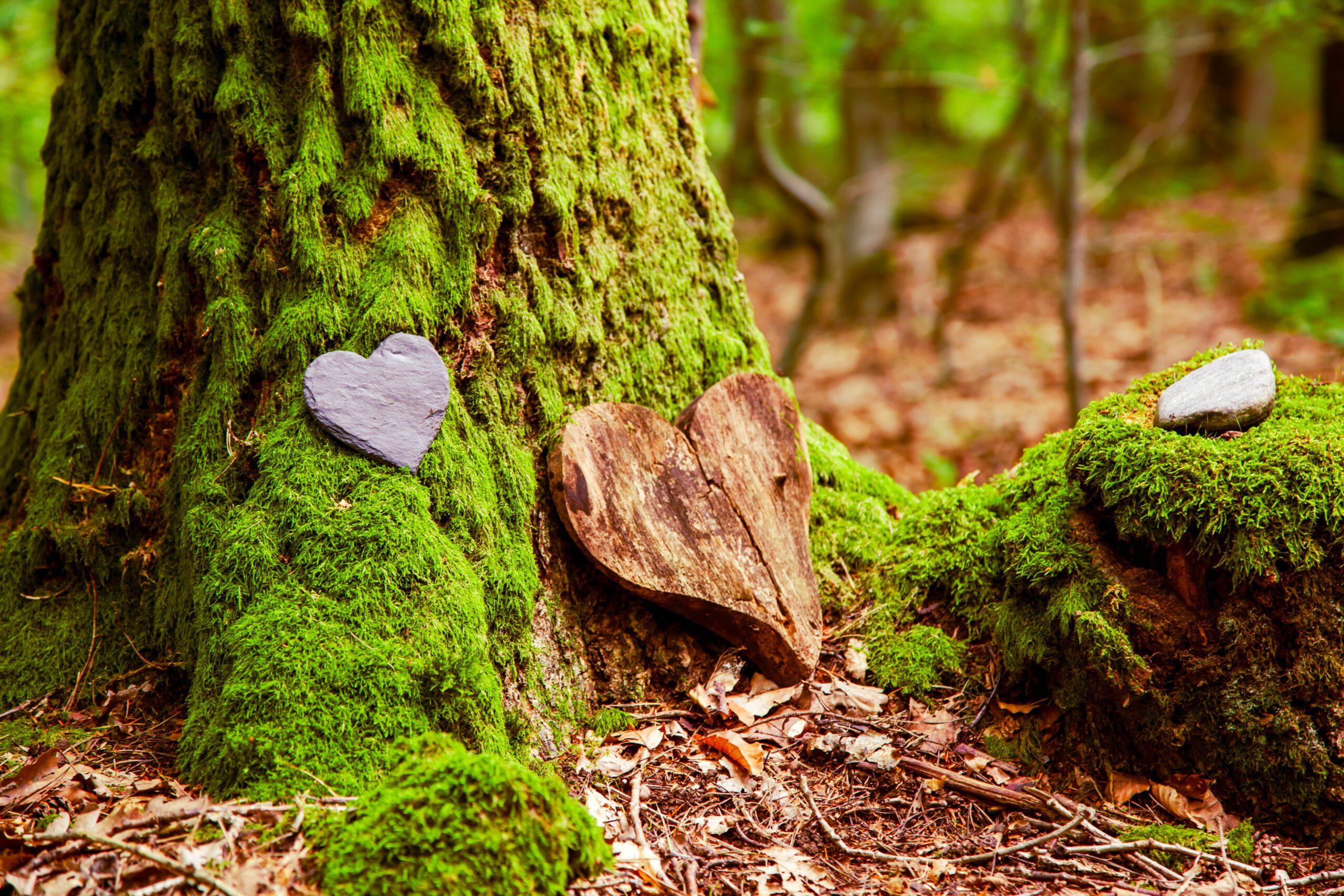 keepsakes on a tree burial