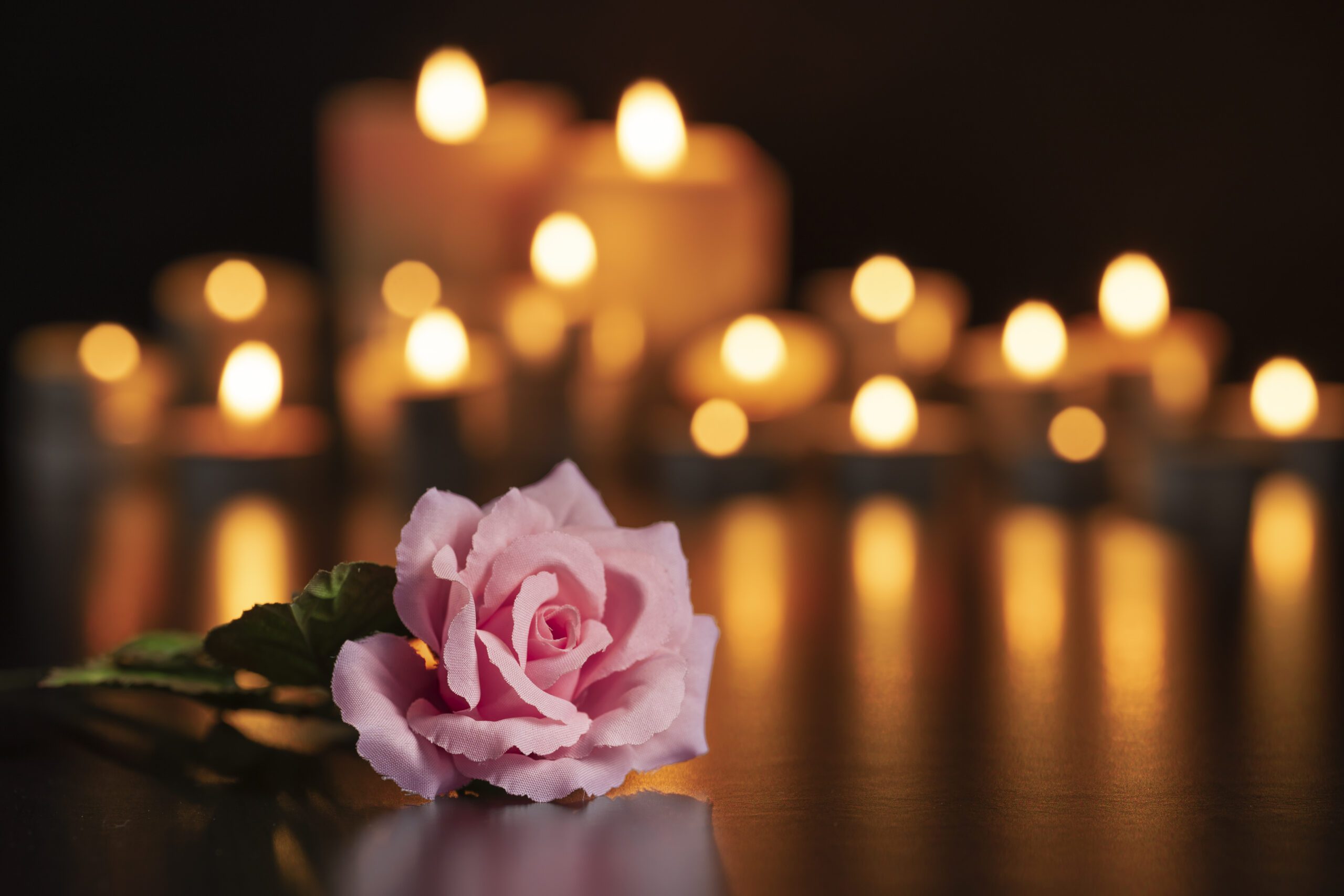 pink rose at the graveside